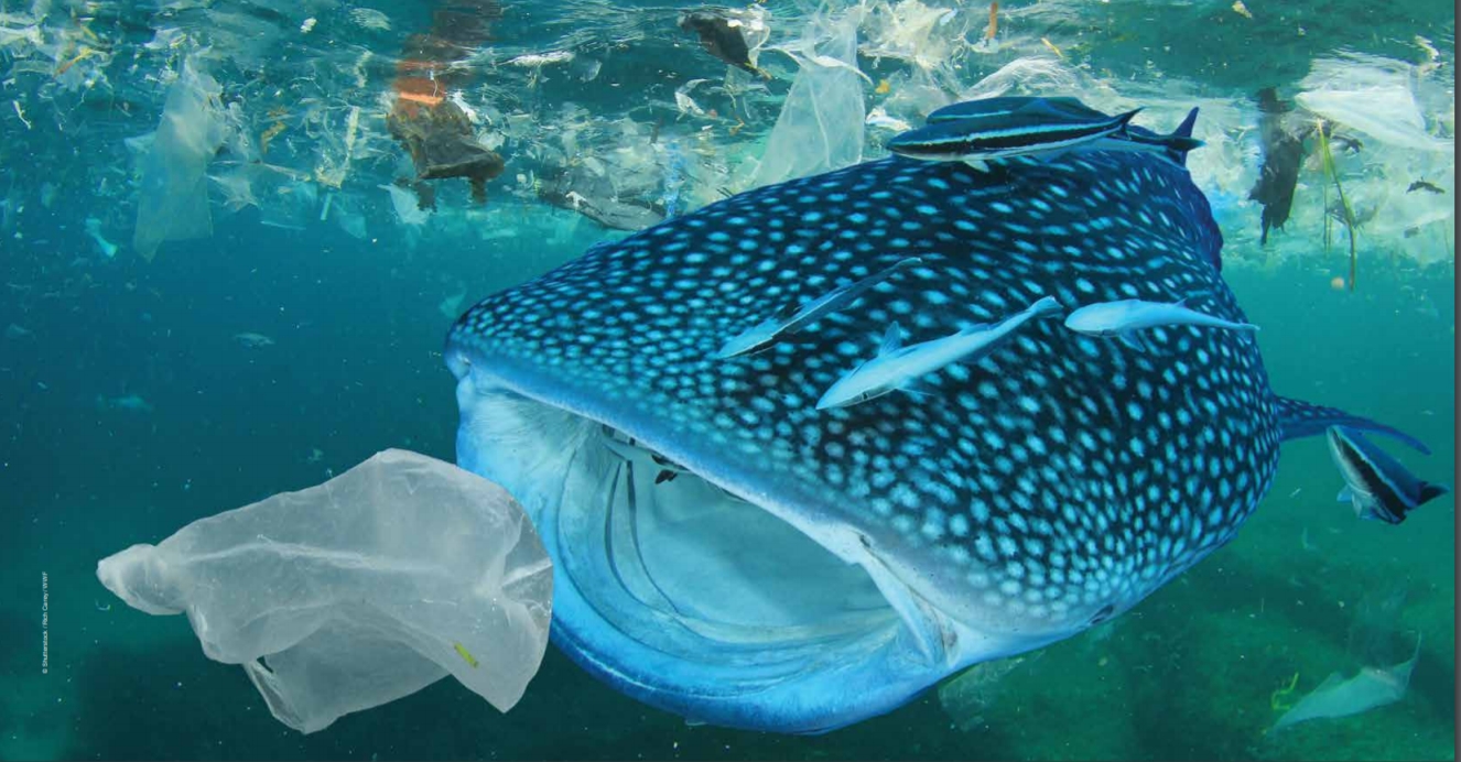 100 milioni di tonnellate di plastica in natura. I dati wwf