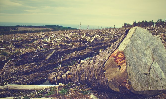 Anche se a ritmo più lento, prosegue la deforestazione a livello globale. 