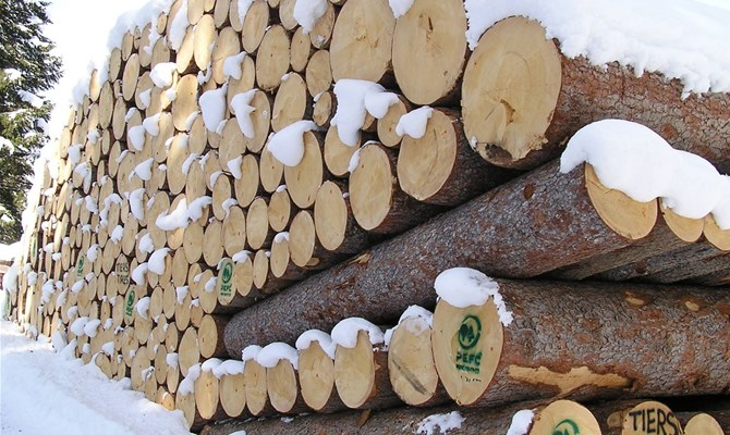 Investire in legno e foreste per contrastare cambiamento climatico e creare green jobs
